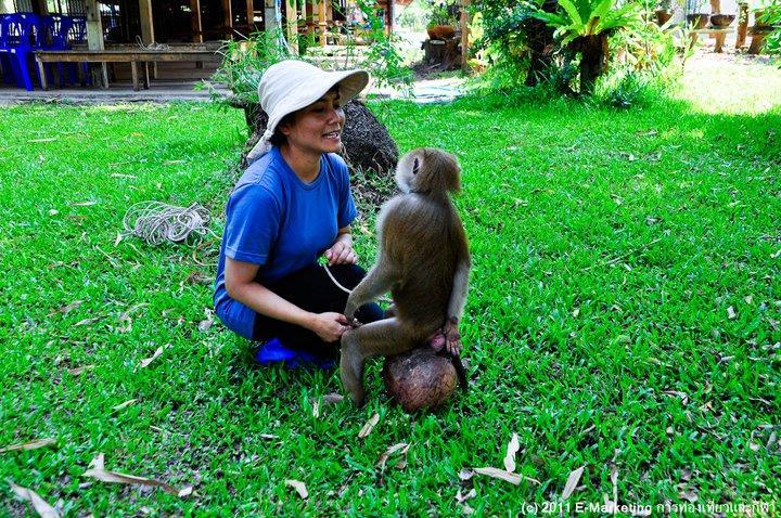 סוראט תאני Ruean Thai Nai Bang By Pansak Resort מראה חיצוני תמונה